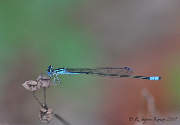 Enallagma divagans, male